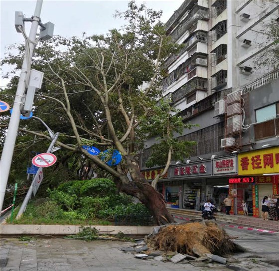 连根拔起的大树和电线杆